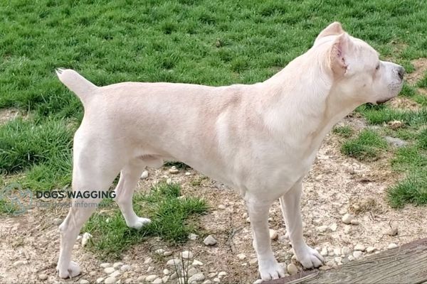 White Cane Corso All Interesting Facts You Should Know