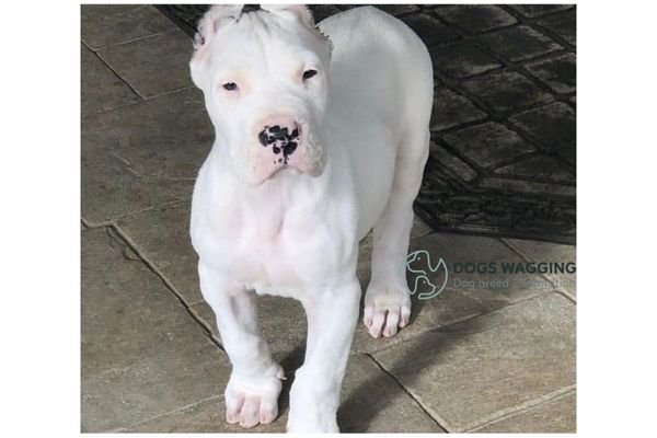 The loyal, affectionate Cane Corso White