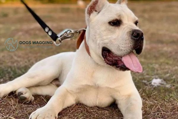 The White Cane Corso with daily walk