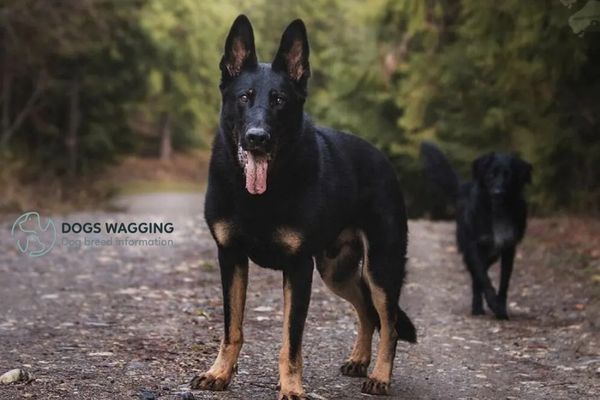 The intelligent, energetic, loyal German Shepherd Bi Color