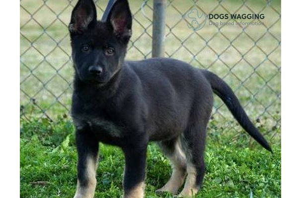 Bi Color German Shepherd All Fun Facts You Should Know