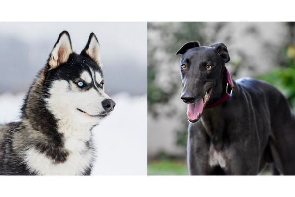 The appearance of Husky-greyhound mixes