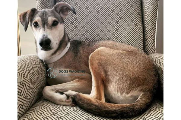 The care concerns of Husky Greyhound Mix