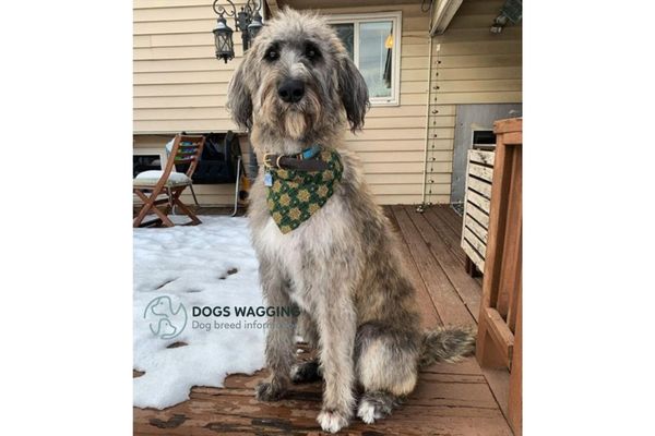 The height and weight of Irish Wolfhound Poodle Mix