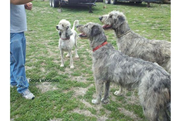 Training for Irish Wolfadoodle mix