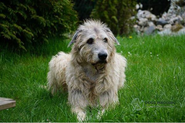 The grooming of Irish Wolfadoodle