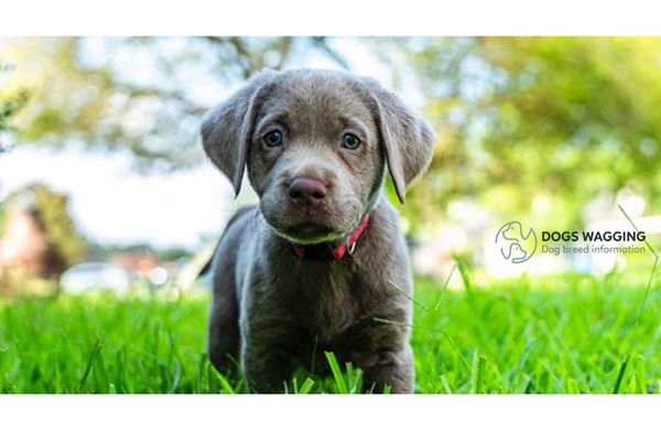 Blue Lab Dog: All What You Need to Know