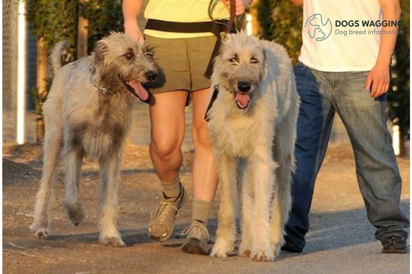 Is Irish Wolfhound Poodle mix suitable for family pets?