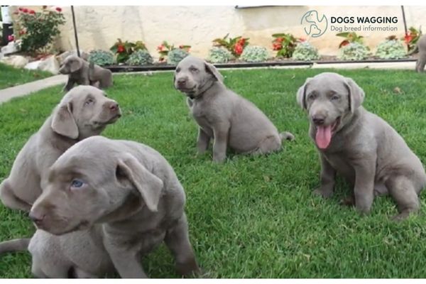 Blue Lab Dog: All What You Need to Know