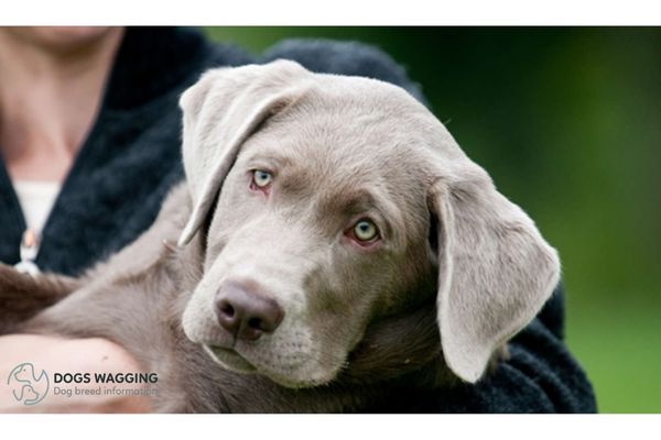 Blue Lab Dog is suitable for family pets?