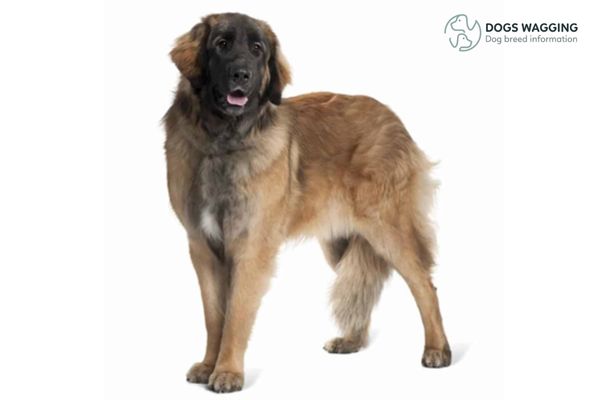 Leonberger Size Comparison: The Ultimate Evaluation for You