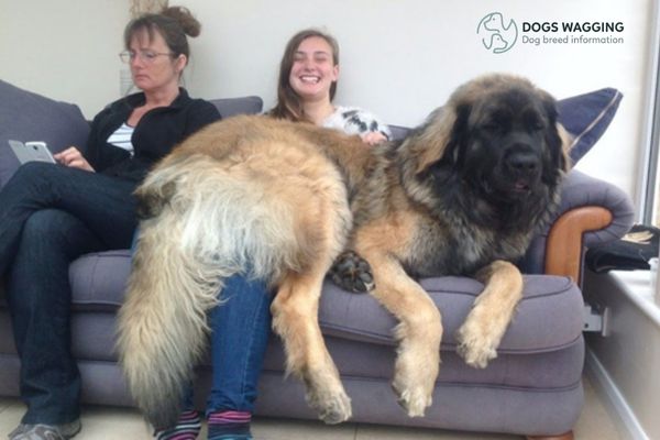 Leonberger compared to human in size