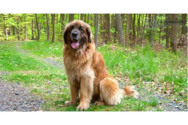 Comparison of Leonberger vs Newfoundland Dog