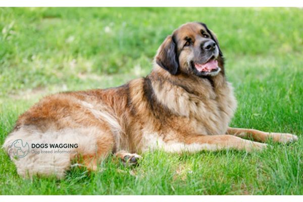 Leonberger Size Comparison: The Ultimate Evaluation for You