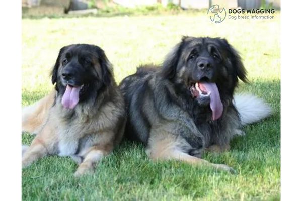 Leonberger Size Comparison: The Ultimate Evaluation for You