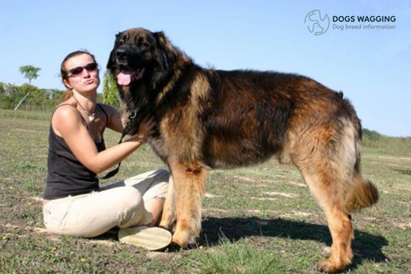 Is Leonberger suitable for family pets?