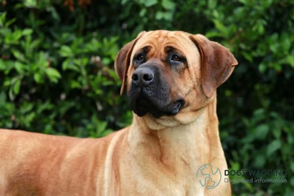 Bull Mastiff German Shepherd Mix: All That You Need to Know