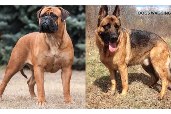 Bull Mastiff German Shepherd Mix: All That You Need to Know