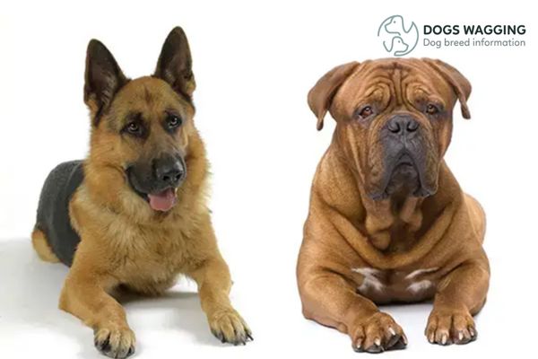 Bull Mastiff German Shepherd Mix: All That You Need to Know