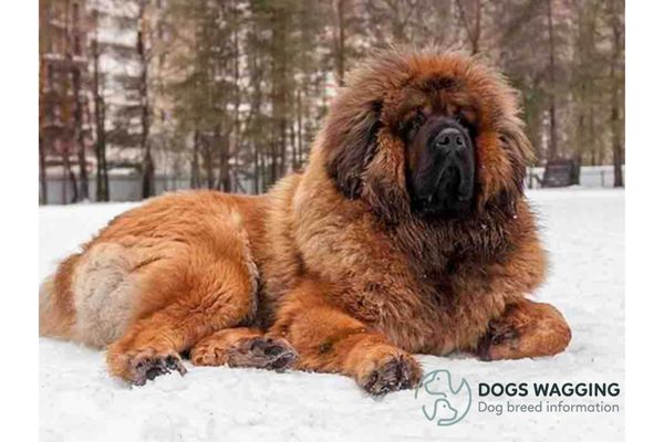 A Giant Tibetan Mastiff breed