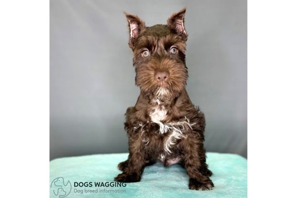 Brown Schnauzer: All Facts You Should Know