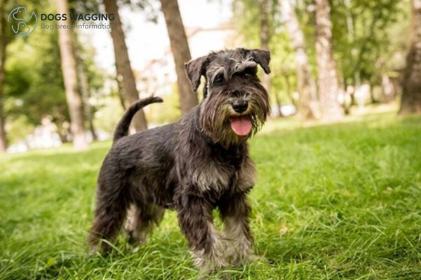 Black Miniature Schnauzer