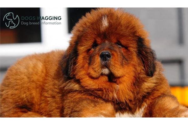 Shaved Tibetan Mastiff: Important Things You Need To Know