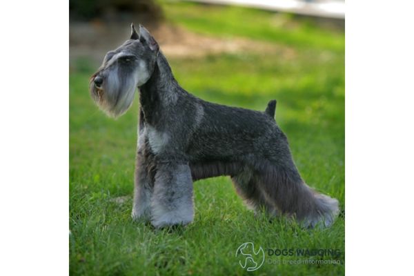 Brown Schnauzer: All Facts You Should Know