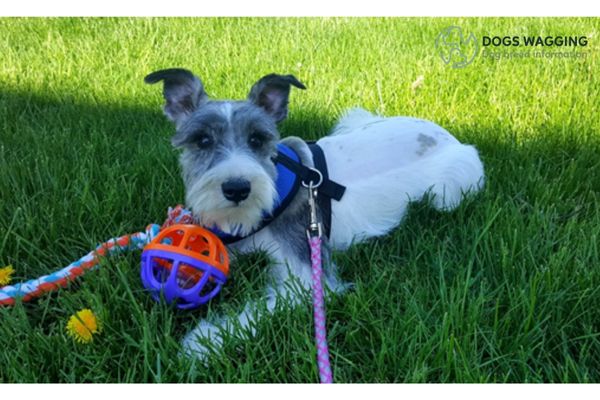 Miniature Schnauzer playing with toy