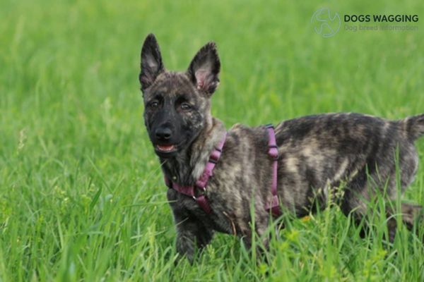 Dutch Dog Breeds: Top 12 Popular Types