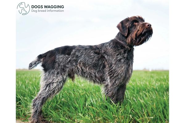 Dutch Dog Breeds: Top 12 Popular Types