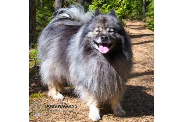 Keeshond