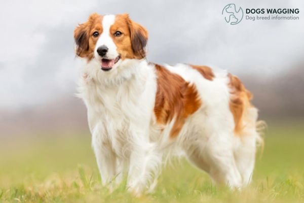 Dutch Dog Breeds: Top 12 Popular Types