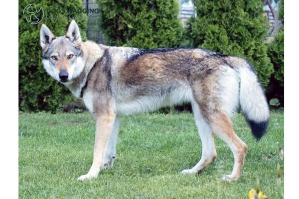 Sarloos Wolfdog