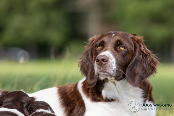 Dutch Dog Breeds: Top 12 Popular Types