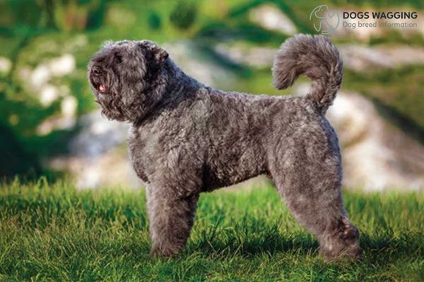 Dutch Dog Breeds: Top 12 Popular Types