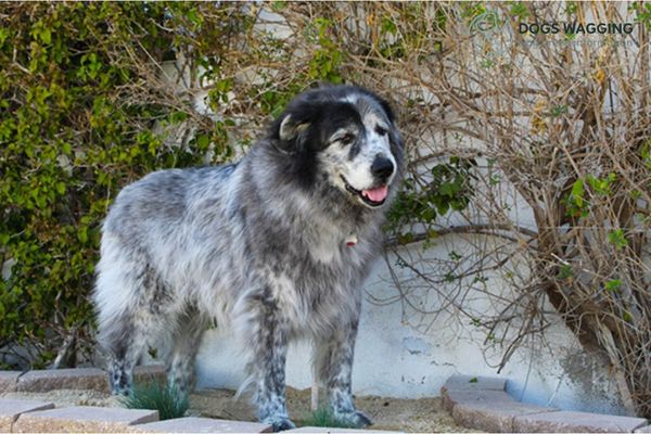 Temperament of Newfoundland Great Pyrenees Mix