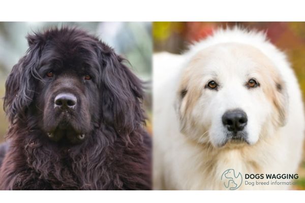 The lifespan of Newfoundland Great Pyrenees Mix