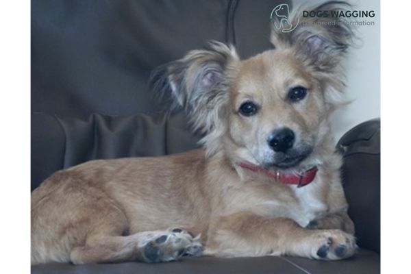 Papillon Corgi Mix: Should You Get A Pet for Your Family?