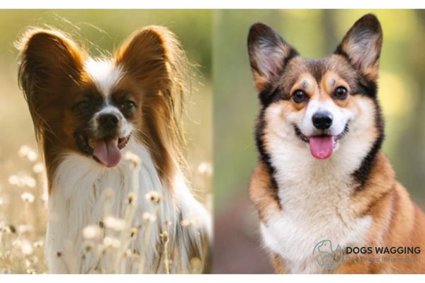 The color of Papillon Corgi