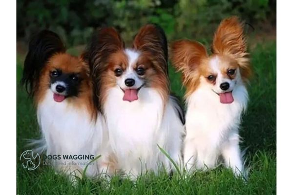 Papillon Corgi Mix: Should You Get A Pet for Your Family?