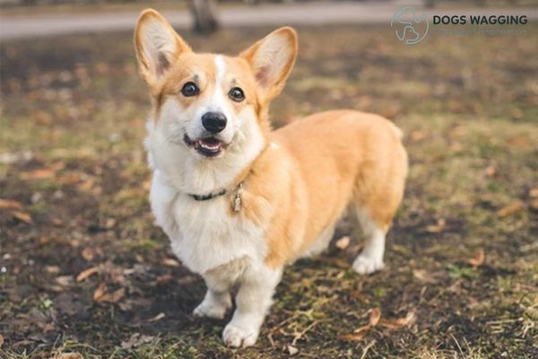 American Corgi: All Facts You Need to Know