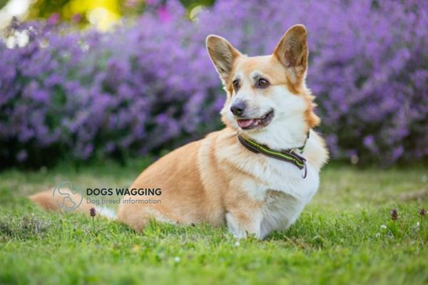 The temperature of American Corgis 