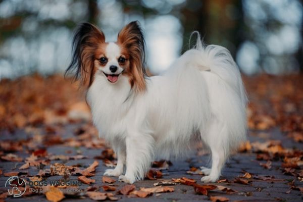 Some common issues of Papillon Corgi