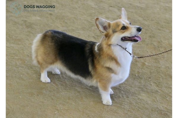 Is American Corgis right for family pets? 