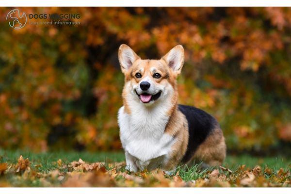 American Corgi: All Facts You Need to Know