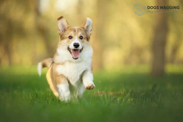 How to train for American Corgis