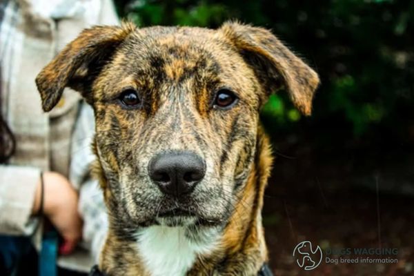 Everything You Need To Know About The Plott Hound Pitbull Mix