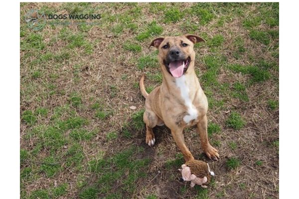 Sporting nature of the Plott Hound Pitbull mix