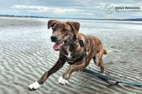 Engaging Plott Hound Pitbull mix in agility training 